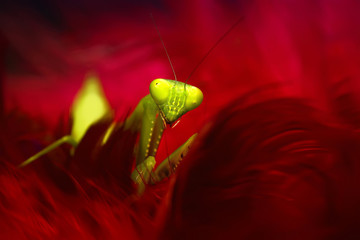 Mantis Photo Collections - Praying Mantis, Orchid Mantis, Dead-Leaf Mantis, Cobra Mantis, Baby Mantis