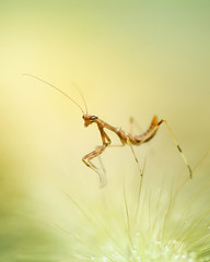 Mantis Photo Collections - Praying Mantis, Orchid Mantis, Dead-Leaf Mantis, Cobra Mantis, Baby Mantis