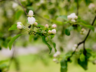 Branch with the flowers of the apple tree.