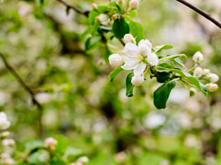 Branch with the flowers of the apple tree.