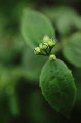 Spring landscape with delicate jasmine flowers
