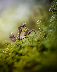 Mantis Photo Collections - Praying Mantis, Orchid Mantis, Dead-Leaf Mantis, Cobra Mantis, Baby Mantis