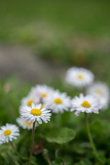 Fototapeta premium Narcissus poeticus