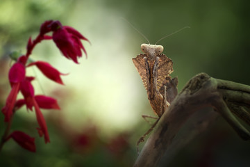 Mantis Photo Collections - Praying Mantis, Orchid Mantis, Dead-Leaf Mantis, Cobra Mantis, Baby Mantis
