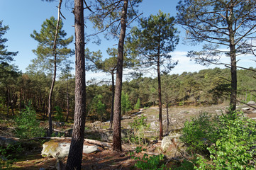 Fototapeta na wymiar Nemours forest in the french Gâtinais regional nature park