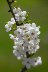 cherry blossoms on a spring day