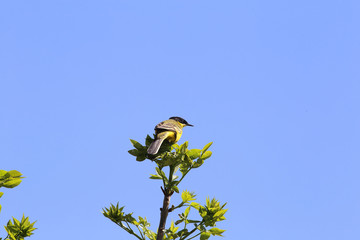 A yellow wagtail on the green leaves of a spring tree 
