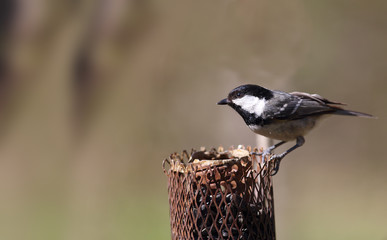 Coal tit  sits the на feeder on a blurred brown background