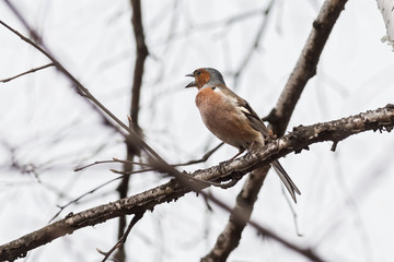 Chaffinch