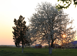 Spring evening, the sun sets over the horizon, illuminating the earth with rays through a blossoming tree..