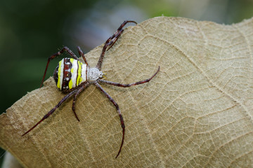 Image of multi-coloured argiope spider (Argiope pulchellla.) on brown leaves. Insect. Animal.