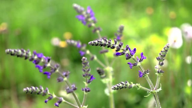 espiga de flores silvestres  moradas movidas por el viento en un campo verde desenfocado