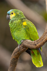 Colorful Parrot in dense vegetation