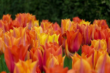 Orange tulips