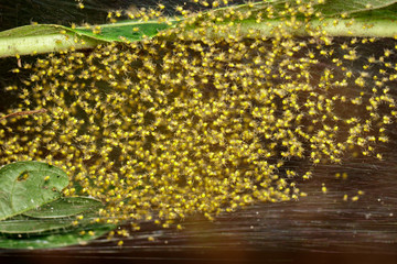 Image of little spider under leaves on a natural background. Insect, Animal.