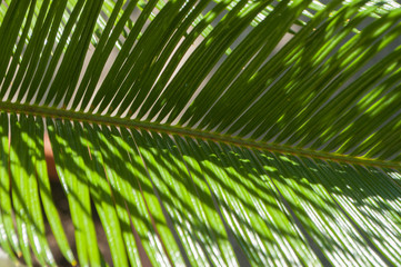 Fresh palm tree leaves.