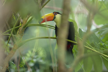 Fototapeta premium Toco Toucan in deep vegetation