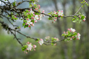 pommier en fleur