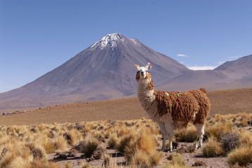 Llama (Lama glama) a high altitude Camelid from South America.