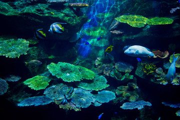 Fototapeta na wymiar fish at aquarium, under water, animals