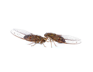cicada isolated on white background