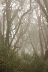 Rhododendron forest on a fogy spring day. Scene in the Annapurna Conservation Area, Nepal.