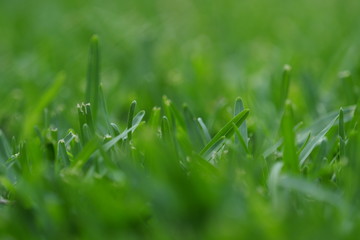 Grass