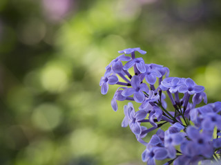 Lilac flower on green background
