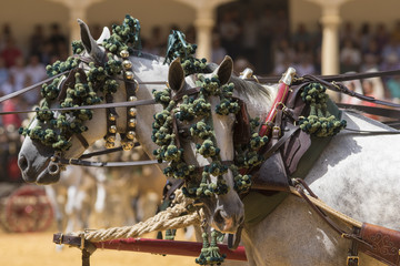 Caballos españoles tiran de un carruaje