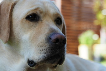 Yellow labrador head
