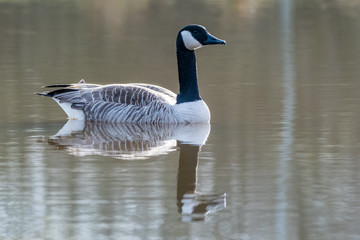 schwimmende Wildgans spiegelt sich im Wasser