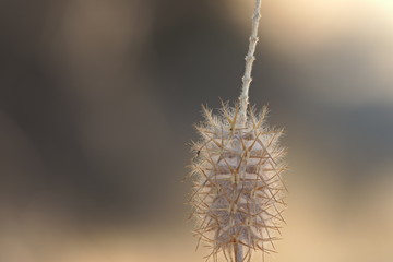 Obraz premium Thistle