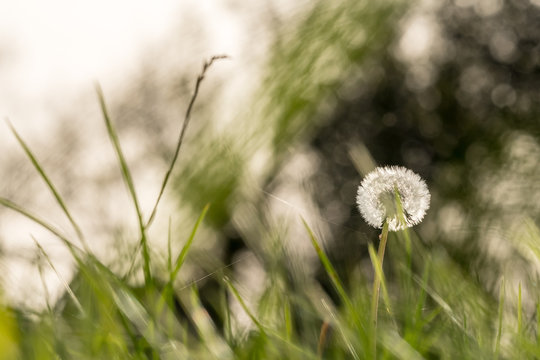 Löwenzahn Pusteblume zwischen Grashalmen