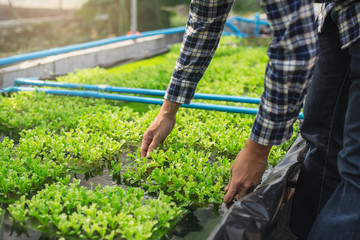 Hydroponics,Organic fresh harvested vegetables,Farmers looking fresh vegetables. Farmers working with organic hydroponic vegetable garden at greenhouse.