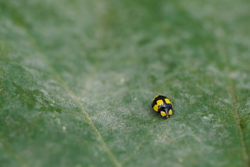 Yelllow Ladybug