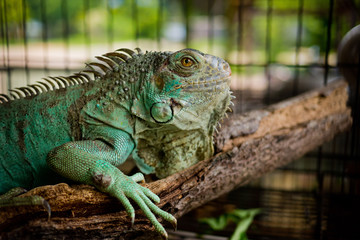 Lizard, animal, green lizard