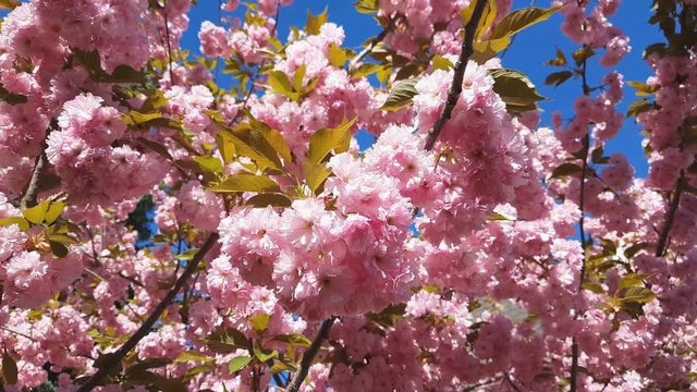 Close up of Pink Blossom Cherry Tree Branch, Sakura, during Spring Season on Pink Background. Beautiful Nature Scene with Blooming Tree and Sun Flare. Light breeze, sunny day, dynamic scene, 4k video.