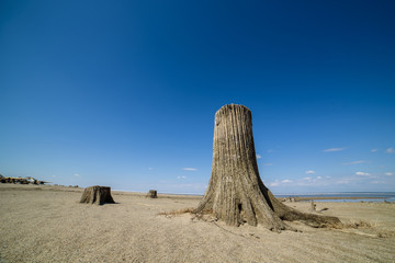 Fototapeta na wymiar Old stumps on the sand. Remains of the cut down forest. 