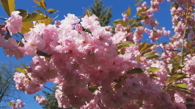 Close up of Pink Blossom Cherry Tree Branch, Sakura, during Spring Season on Pink Background. Beautiful Nature Scene with Blooming Tree and Sun Flare. Light breeze, sunny day, dynamic scene, 4k video.