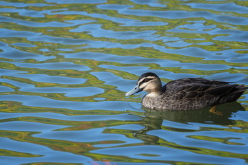 Autumn colours on water with duck