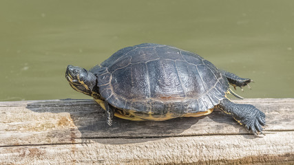 red eared slider turtle, tortoise on a floated wood in the pond

