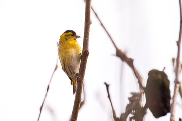 Eurasian siskin (Spinus spinus)