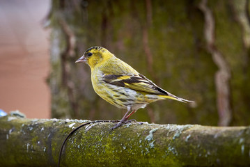 Eurasian siskin (Spinus spinus)
