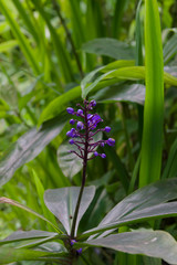 Blue Ginger latin name dichorisandra thyrsiflora flower native to South and central America 