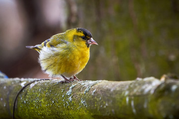 Eurasian siskin (Spinus spinus)