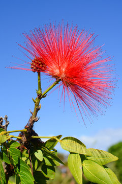 Red inflorescence flower of a calliandra against a blue sky, also known by the names powder puff and fairy duster