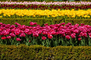 Tulips grown in a garden