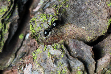 Black ant on tree bark.