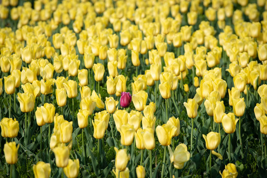 A red tulip shows off its appearance in a colony of yellow tulips