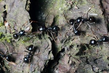 Black ant on tree bark.